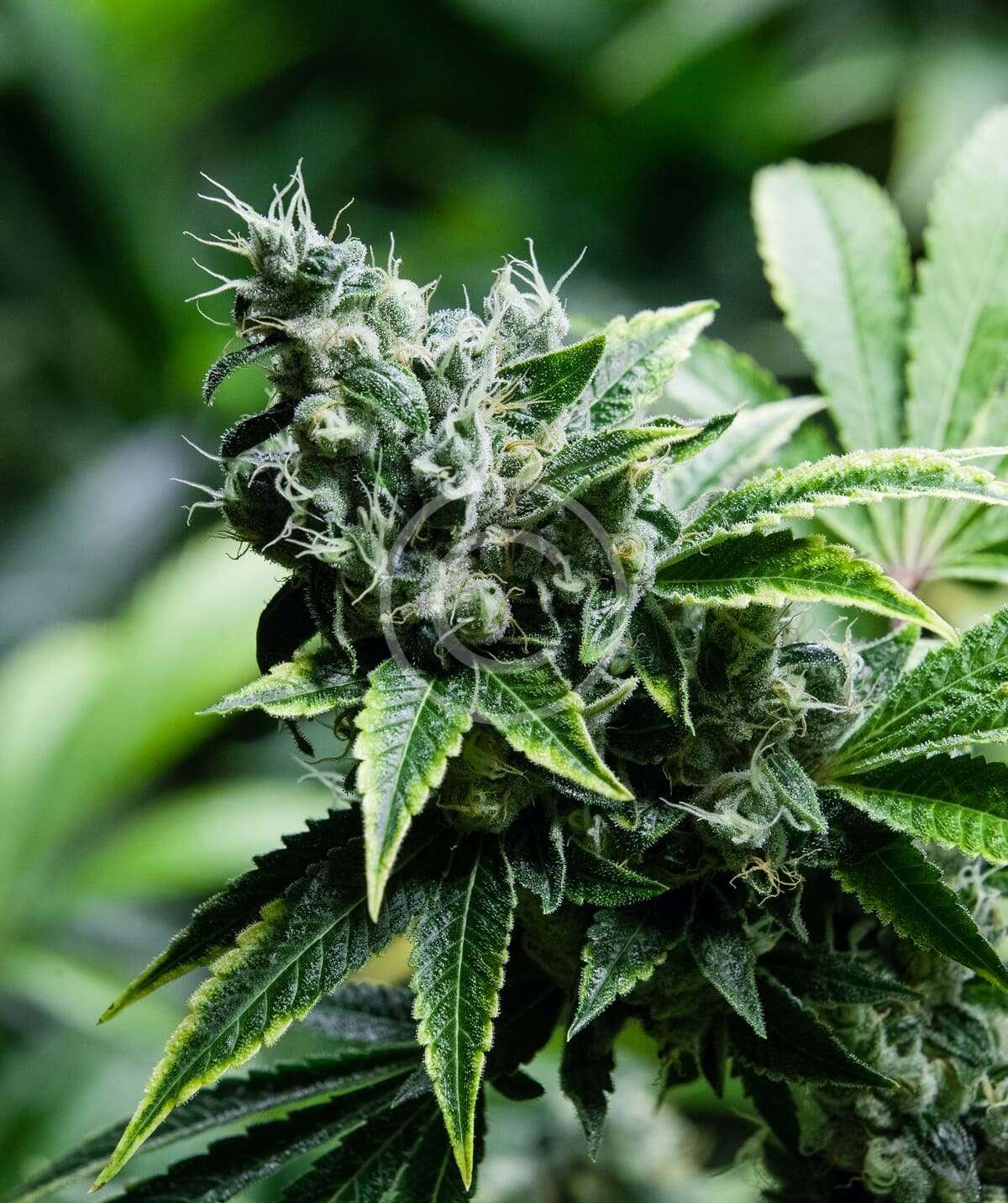 Alpine haze hemp flower - Image 2