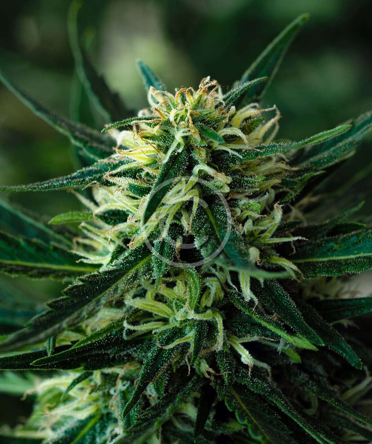 Golden bloom hybrid flower - Image 2